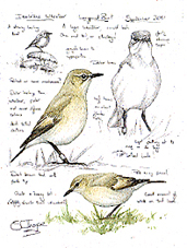 Isabelline Wheatear